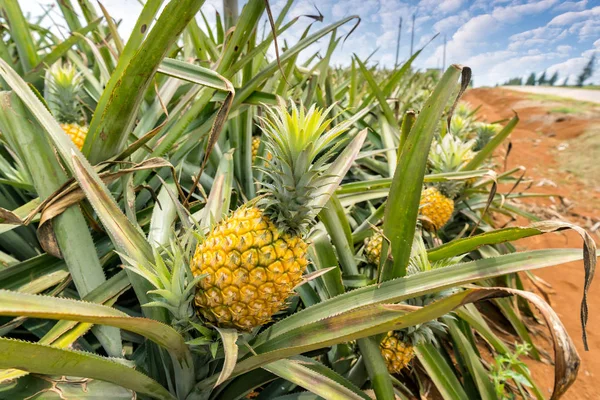 Owoce Ananasa Plantacji — Zdjęcie stockowe