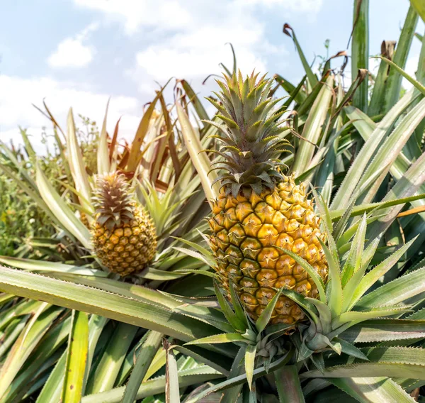 Çiftlikteki Ananas Meyvesi — Stok fotoğraf