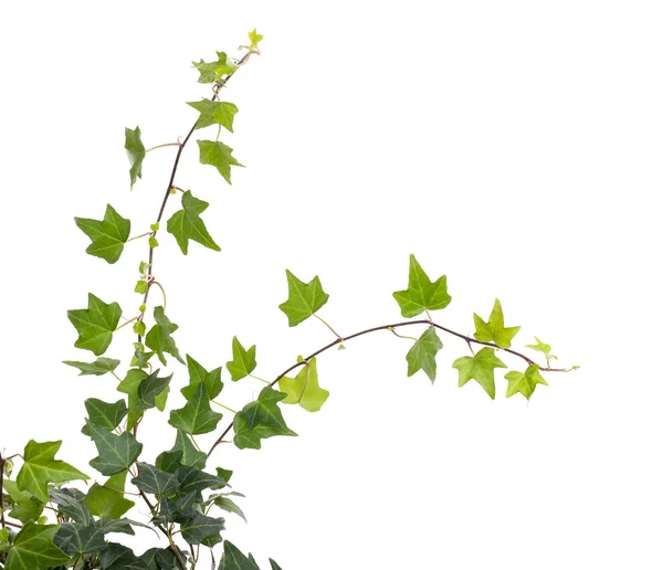 Feuilles Lierre Isolées Sur Fond Blanc — Photo