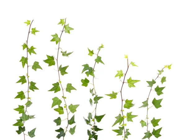 Feuilles Lierre Isolées Sur Fond Blanc — Photo