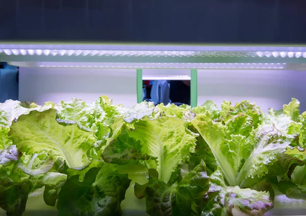 Ortaggi Idroponici Biologici Crescono Con Luce Led Indoor Farm Agricoltura — Foto Stock