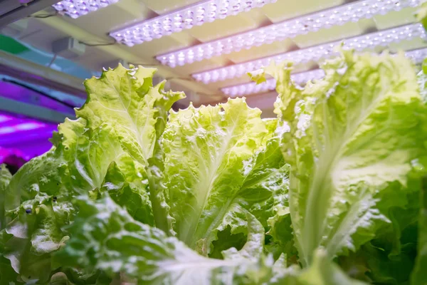 Ekologisk Hydroponisk Grönsaksodling Med Led Ljus Inomhusodling Jordbruksteknik — Stockfoto