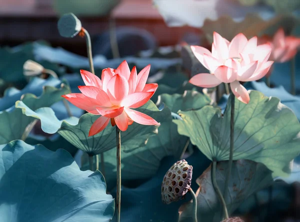 蓮の花 蓮の花植物 — ストック写真