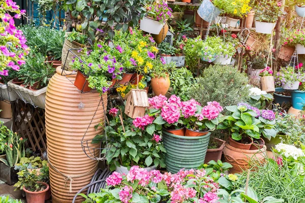 Tencere Yerel Bahçe Merkezi Satış Çiçek — Stok fotoğraf