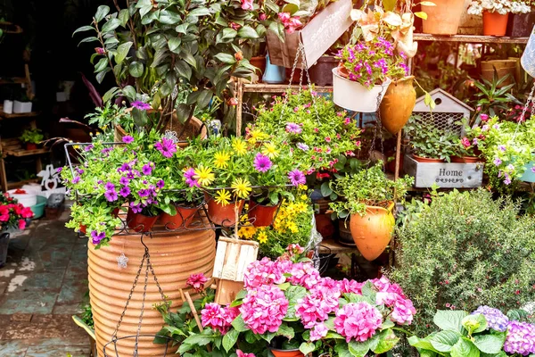 Blumen Töpfen Örtlichen Gartencenter — Stockfoto