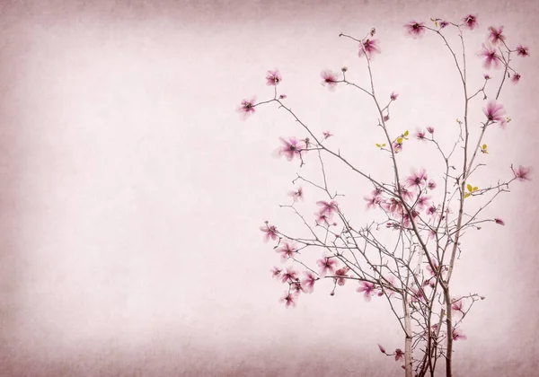 Kwiaty Różowe Magnolia Stary Tło — Zdjęcie stockowe