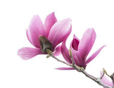 Manolya çiçeği bahar dalı beyaz arkaplanda izole