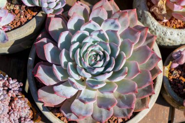  Bahçedeki minyatür sulu bitkiler