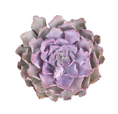 Kaktüs etli bitki üzerinde beyaz izole