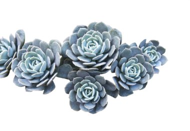 Kaktüs etli bitki üzerinde beyaz izole