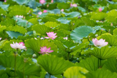 Arka planda yeşil yapraklar ile yaz göletinde açan nilüfer çiçeği.