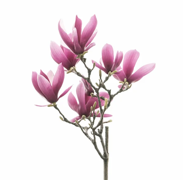 Magnolia Fleur Printemps Branche Isolé Sur Fond Blanc — Photo