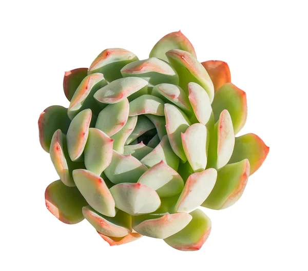 Kaktus Sukulentní Rostlina Izolované Bílém — Stock fotografie
