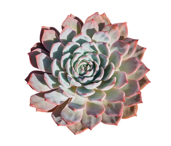 Kaktus Sukkulente Pflanze Isoliert Auf Weiß — Stockfoto