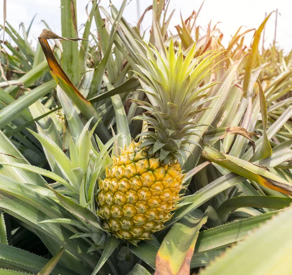 Fruta Abacaxi Fazenda Plantação — Fotografia de Stock