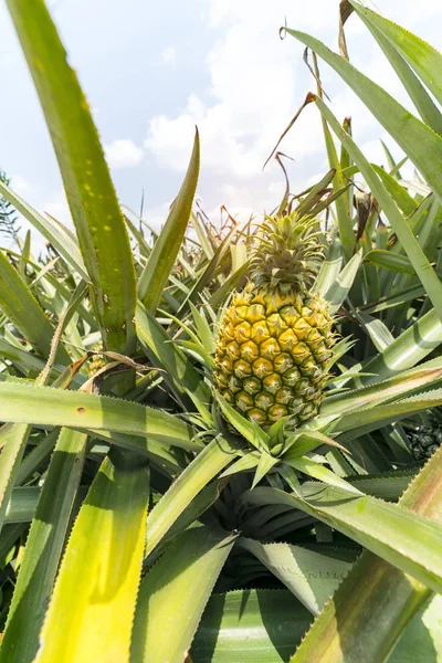 Frutos Piña Plantación — Foto de Stock