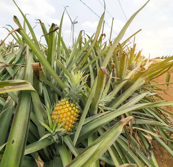 Çiftlikteki Ananas Meyvesi — Stok fotoğraf