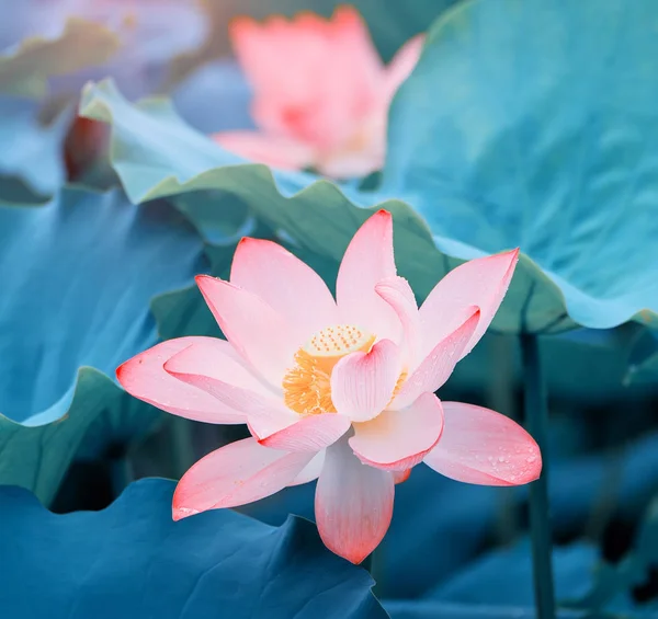 Lotus Blomma Blommar Sommar Damm Med Gröna Blad Som Bakgrund — Stockfoto