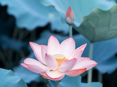 Nilüfer ya da sulu çiçek gölette