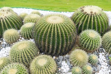 kaktüs bahçede yakın