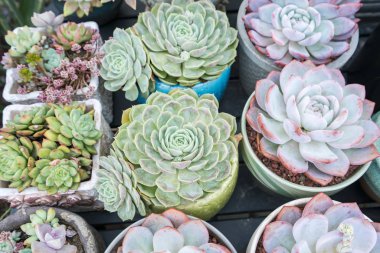  Bahçedeki minyatür sulu bitkiler