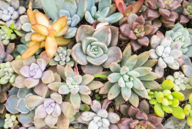  Bahçedeki minyatür sulu bitkiler