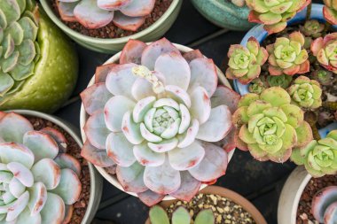  Bahçedeki minyatür sulu bitkiler