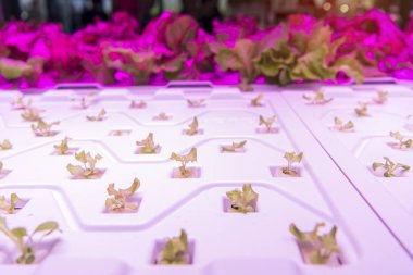 LED Light Indoor çiftliği ve tarım teknolojisi ile organik hidrofonik sebze yetiştiriliyor.