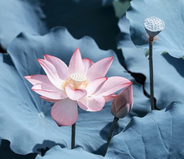 Nilüfer ya da sulu çiçek gölette