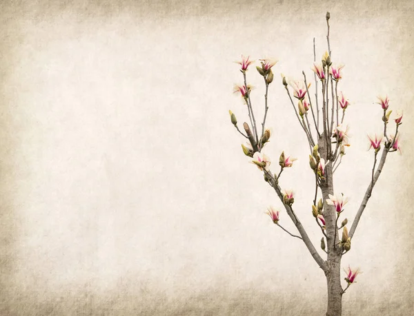 Eski Kağıt Arka Plan Üzerinde Pembe Manolya Çiçek — Stok fotoğraf