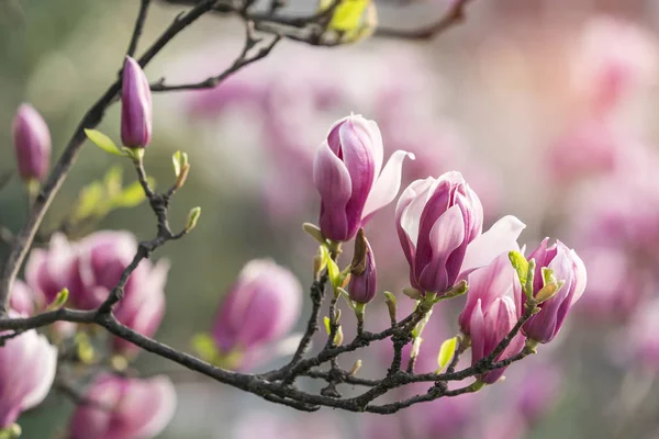 Pink magnolia flowers isolated on white background