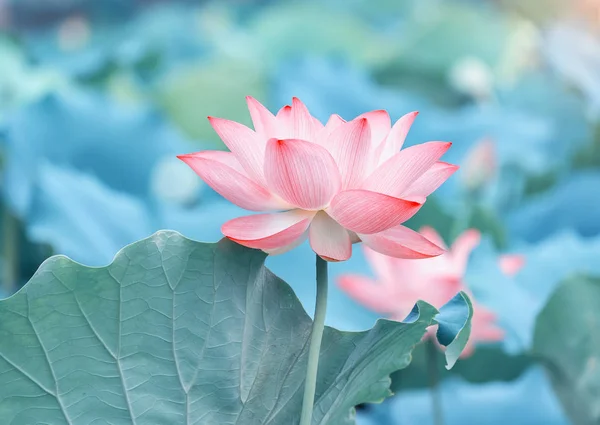 Lotus Waterlelie Bloem Vijver — Stockfoto