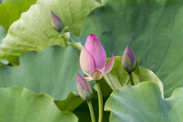 Lotus Waterlilly Flower Pond — Stock Photo, Image