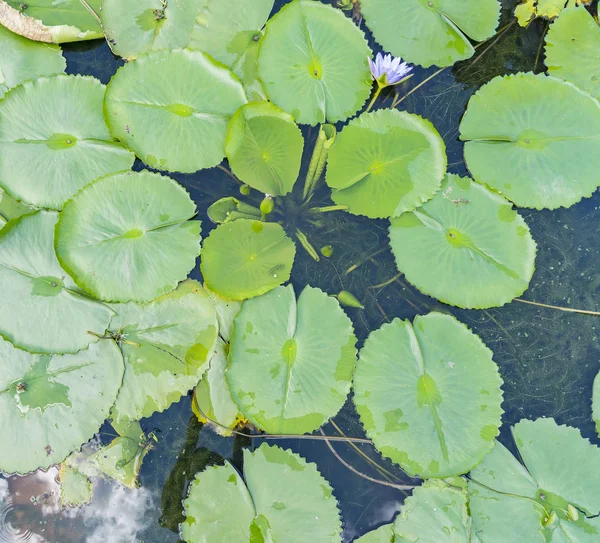 Lotus Waterlelie Bloem Vijver — Stockfoto