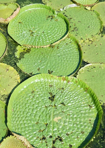 Enorme Zwevende Lotus Reus Amazon Water Lily Victoria Amazonia — Stockfoto