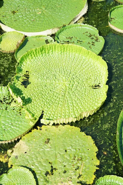 Hatalmas Úszó Lótusz Amazon Óriás Tündérrózsa Victoria Amazonia — Stock Fotó