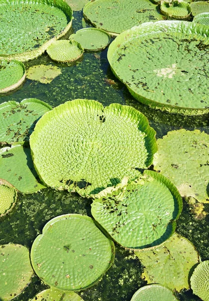 巨大浮动莲花 巨人亚马逊水百合 维多利亚亚马孙河流域 — 图库照片