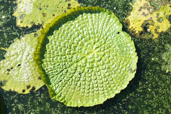 Enorme Loto Flotante Lirio Gigante Del Agua Del Amazonas Victoria — Foto de Stock