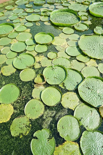 Enorme Zwevende Lotus Reus Amazon Water Lily Victoria Amazonia — Stockfoto