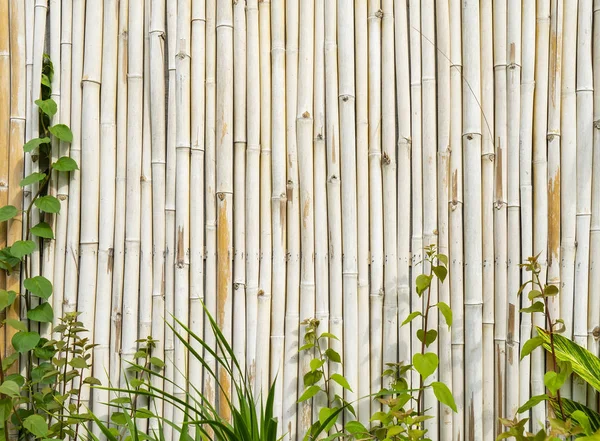 Bahçede Bambu Çit Dokusu — Stok fotoğraf