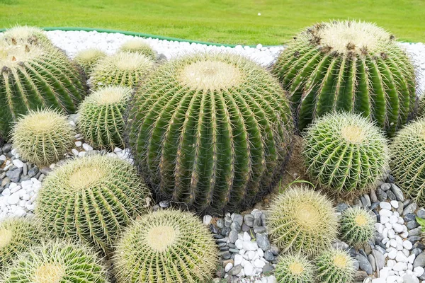 kaktüs bahçede yakın