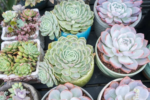  Bahçedeki minyatür sulu bitkiler