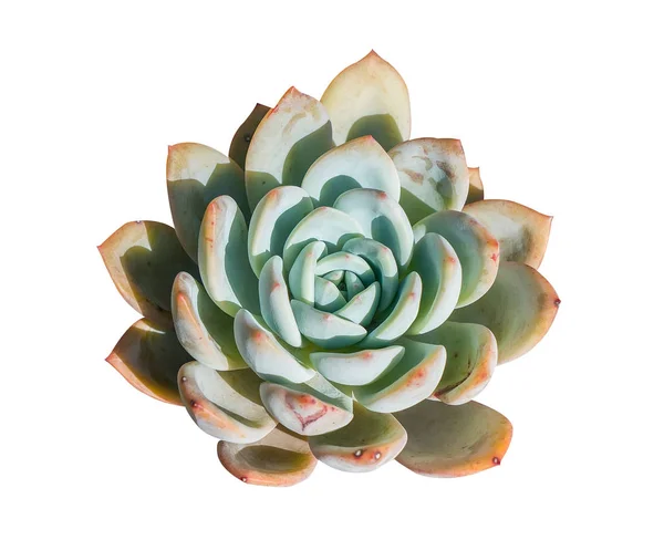 Miniatuur Succulenten Geïsoleerd — Stockfoto
