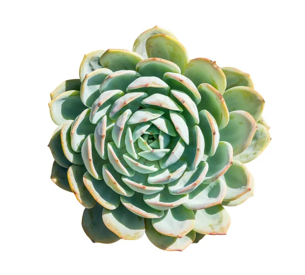 Miniatuur Succulenten Geïsoleerd — Stockfoto