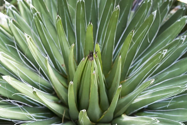 Scharfe Spitze Blätter Der Agave — Stockfoto