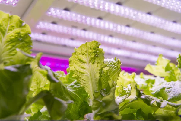 Biologische Hydrocultuur Groente Groeien Met Led Licht Indoor Boerderij Landbouw — Stockfoto