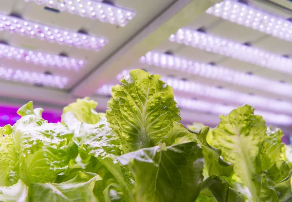 Biologische Hydrocultuur Groente Groeien Met Led Licht Indoor Boerderij Landbouw — Stockfoto