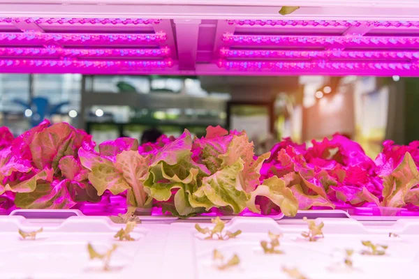 Hortalizas Hidropónicas Orgánicas Crecen Con Luz Led Granja Interior Tecnología — Foto de Stock