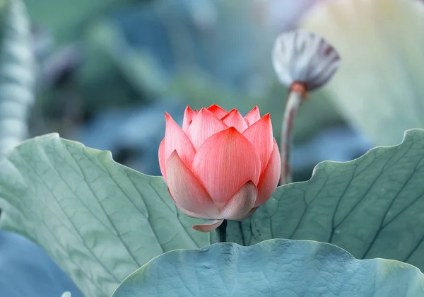 Lotus Eller Vattenlilja Blomma Dammen — Stockfoto