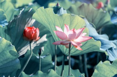 bahçe parkında çiçek açan lotus çiçek